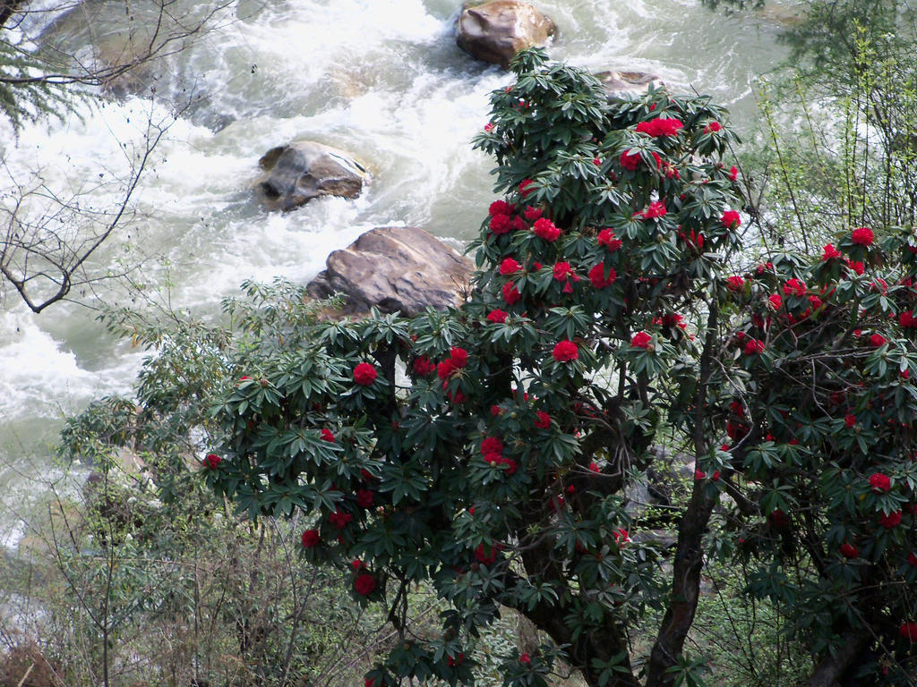 Parvati Kuteer Riverside Resort Kasol Eksteriør bilde